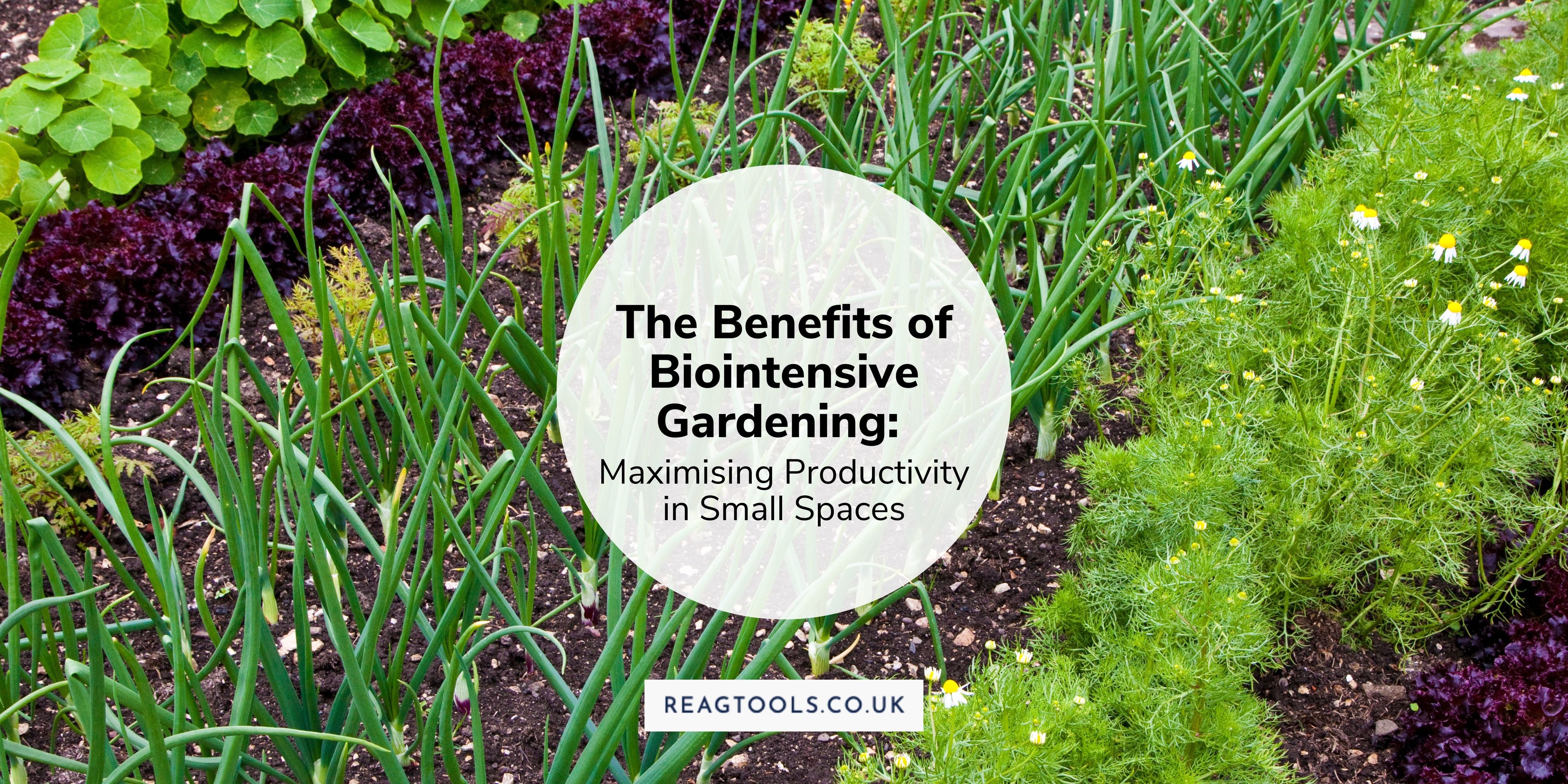 Intensive gardening is defined by making the best, most efficient use of  your growing space