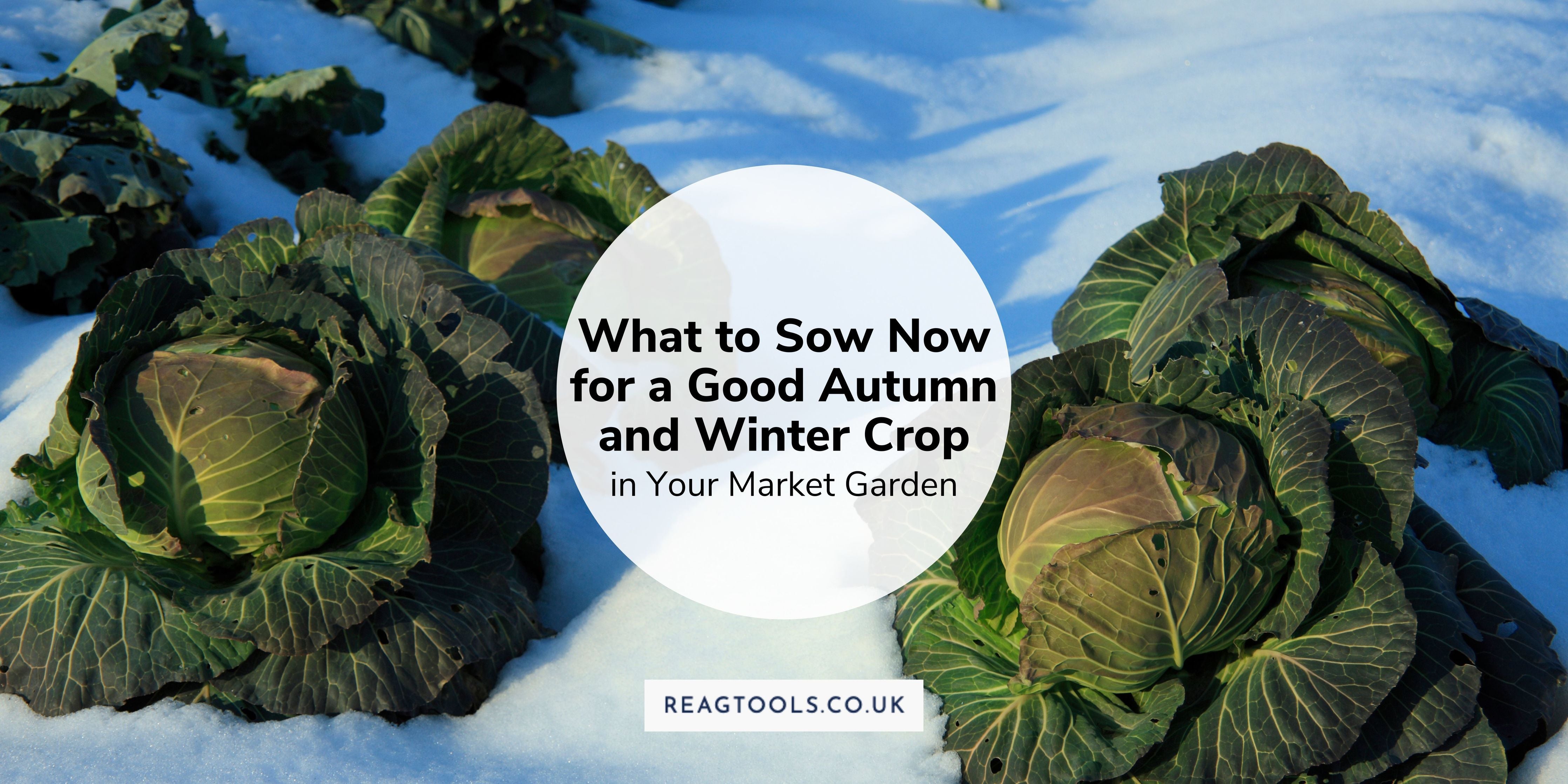What to Sow Now for a Good Autumn and Winter Crop in Your Market Garde