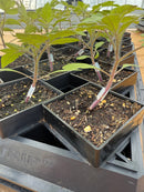 Winstrip XL Pot