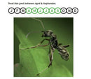 Ant Nematodes - 16 Nests- Biological Pest Control