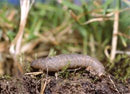 Leatherjacket Nematodes - 100 Sqm - Biological Pest Control