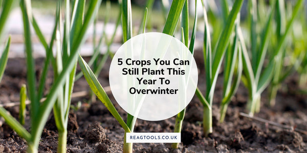 5 Crops You Can Still Plant This Year To Overwinter