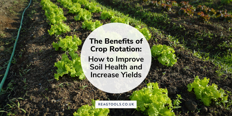 The Benefits of Crop Rotation: How to Improve Soil Health and Increase Yields