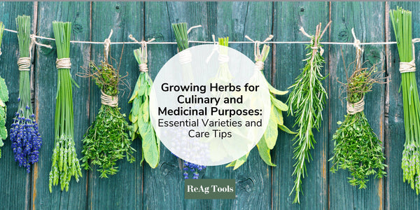 Growing Herbs for Culinary and Medicinal Purposes: Essential Varieties and Care Tips