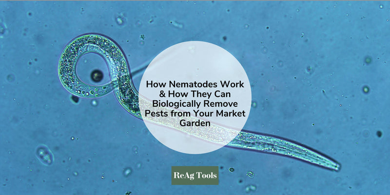 How Nematodes Work and How They Can Biologically Remove Pests from Your Market Garden