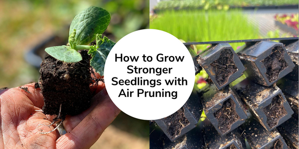 How to Grow Stronger Seedlings with Air Pruning