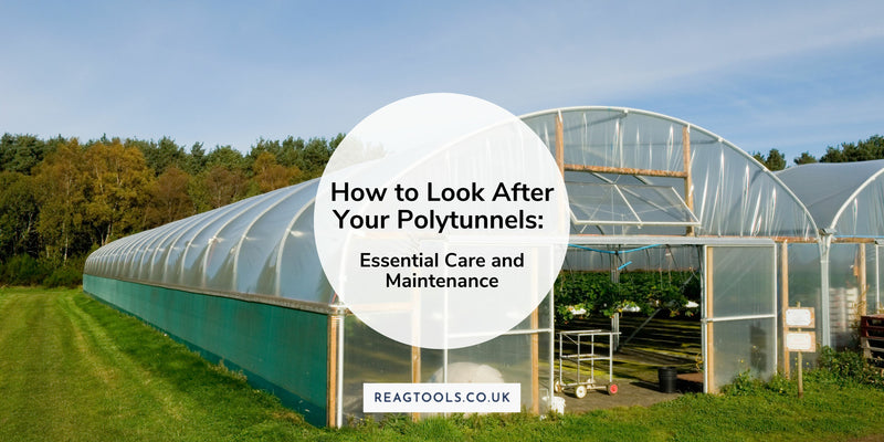 How to Look After Your Polytunnels: Essential Care and Maintenance