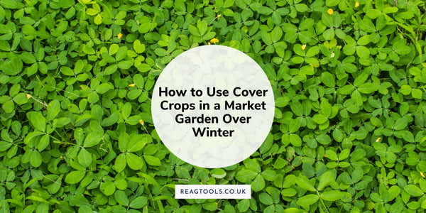 How to Use Cover Crops in a Market Garden Over Winter