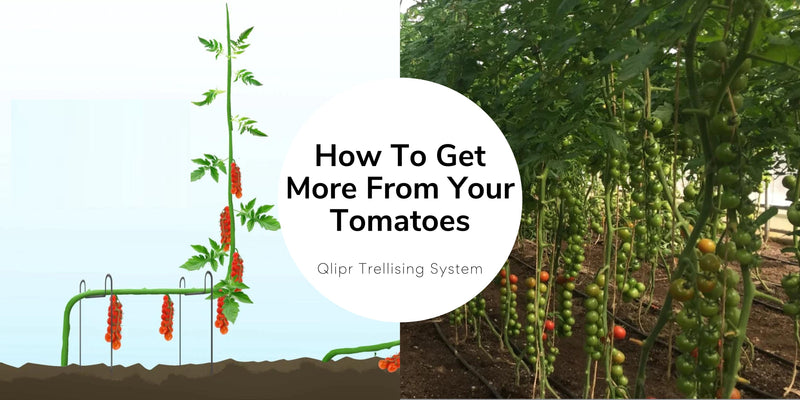 How To Get More From Your Tomato Plants This Year