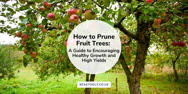 How to Prune Fruit Trees: A Guide to Encouraging Healthy Growth and High Yields