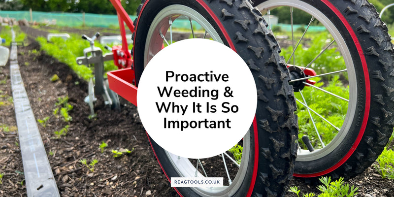 Proactive Weeding and Why It Is So Important
