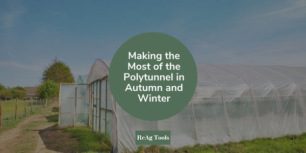 Making the Most of the Polytunnel in Autumn and Winter