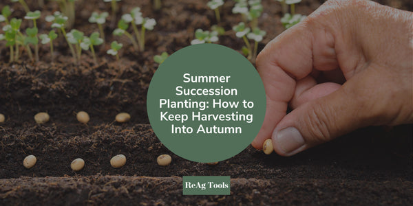 Summer Succession Planting: How to Keep Harvesting Into Autumn