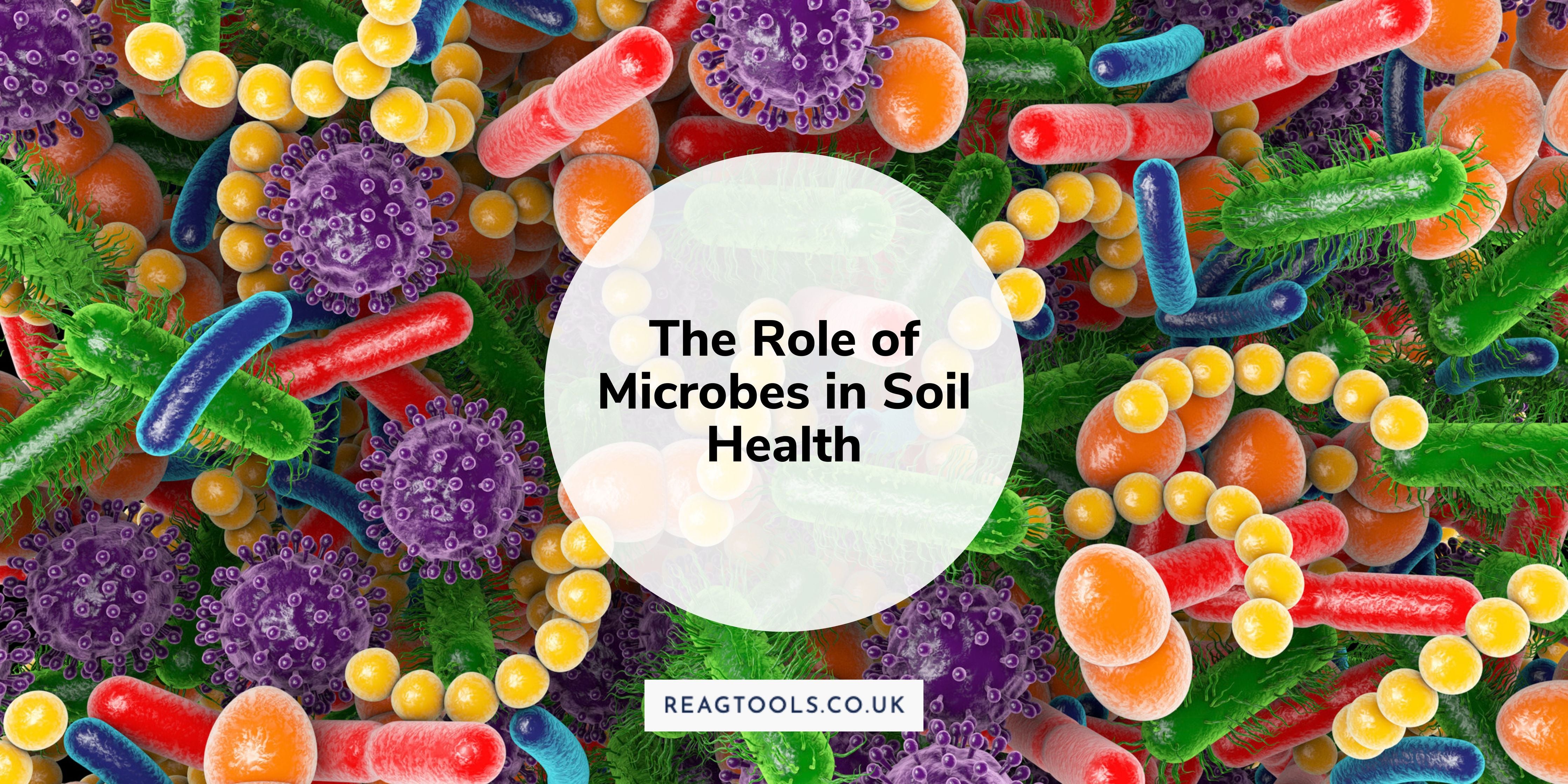 The Role Of Microbes In Soil Health: Understanding The Soil Food Web A