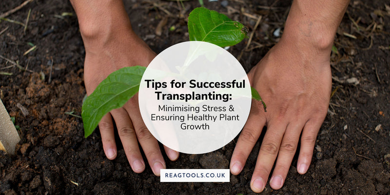 Tips for Successful Transplanting: Minimising Stress and Ensuring Healthy Plant Growth