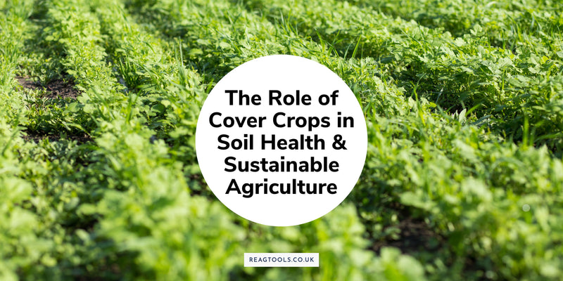 The Role of Cover Crops in Soil Health and Sustainable Agriculture