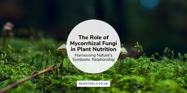 The Role of Mycorrhizal Fungi in Plant Nutrition: Harnessing Nature's Symbiotic Relationship