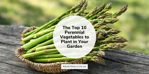 The Top 10 Perennial Vegetables to Plant in Your Garden