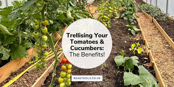 Trellising Your Tomatoes and Cucumbers - The Benefits!