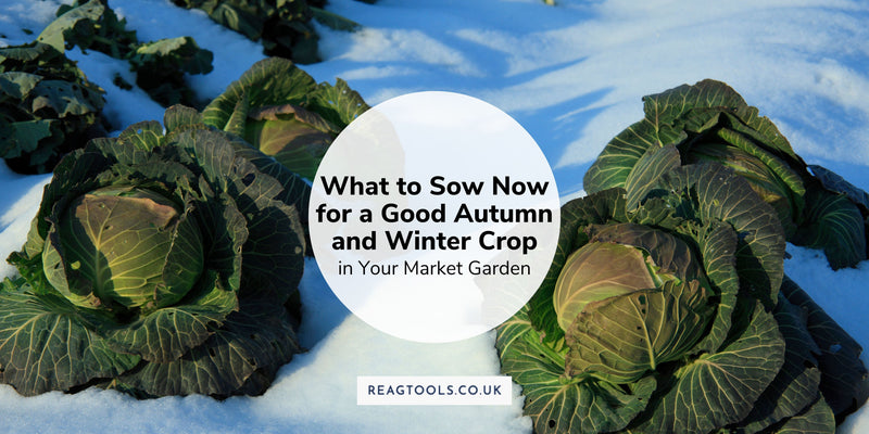 What to Sow Now for a Good Autumn and Winter Crop in Your Market Garden