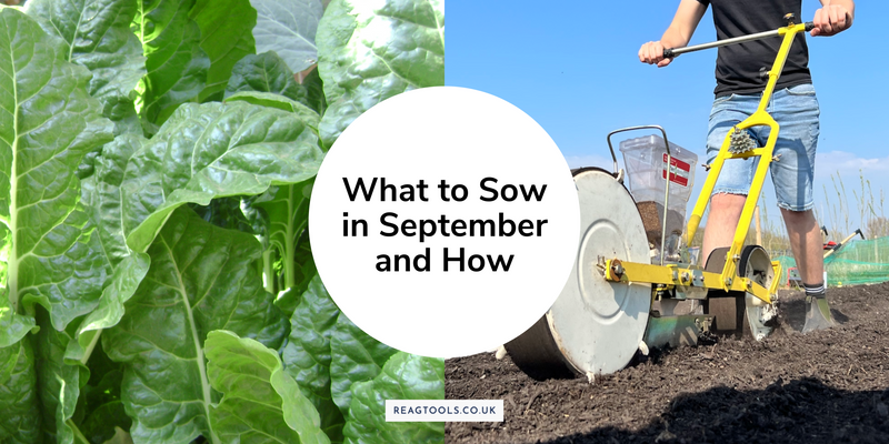 What to Sow in September and How