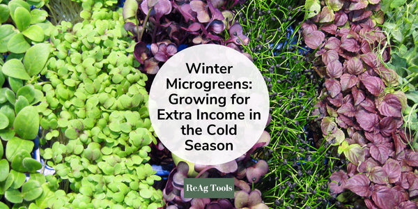 Winter Microgreens: Growing for Extra Income in the Cold Season