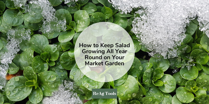 How to Keep Salad Growing All Year Round on Your Market Garden