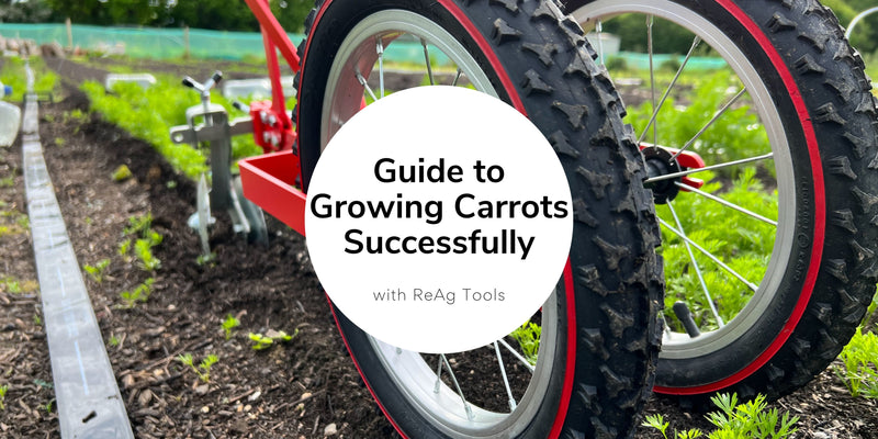 Guide to Growing Carrots Successfully