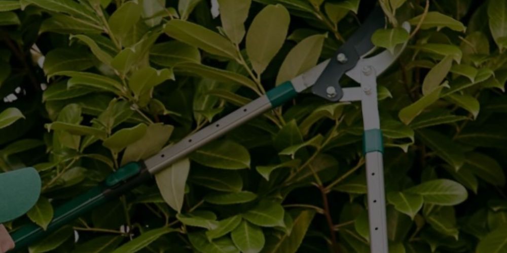 Carters Pruning & Cutting