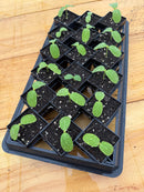 Winstrip XL Pot Carry Insert