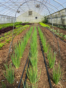 LowCat or Wicket Risers