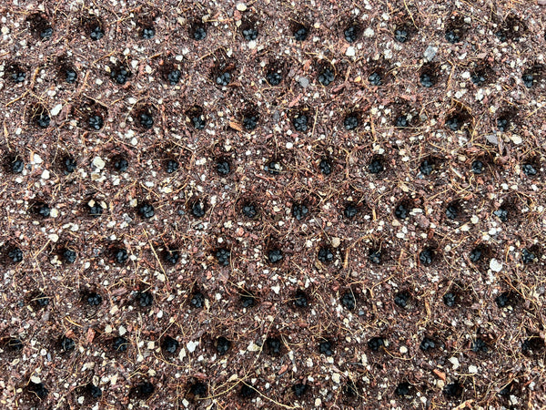 🌱 Seed Starting & Transplanting