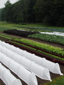 LowCat™ Tunnel Kit (Low Caterpillar Tunnel Kit) - 11 Hoop Kit