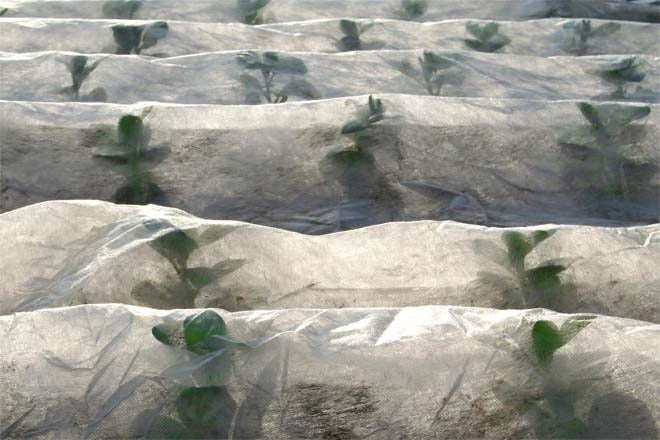 Heavy Duty Horticultural Fleece (30gsm)