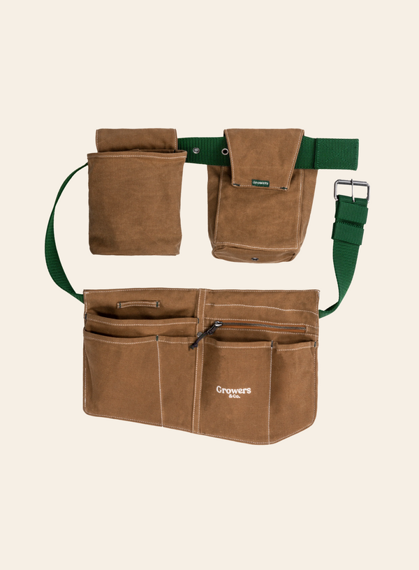 Omani Field Belt