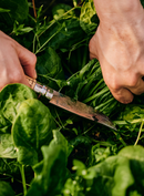 Opinel x Growers & Co. No. 10 Harvest Knife