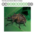Vine Weevil Nematodes - 100 Sqm - Biological Pest Control