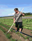 Glaser Multi Head Weeder