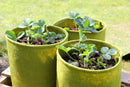 Vigoroot Pots (3 Pack)