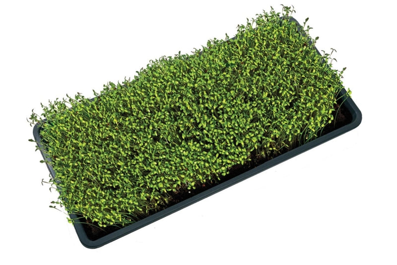 Microgreens Growing Tray Black with holes