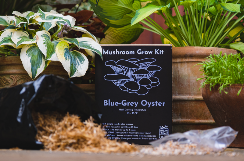 Blue Grey Oyster Mushroom Grow Kit