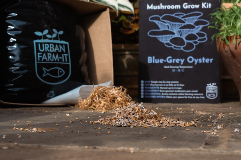 Blue Grey Oyster Mushroom Grow Kit