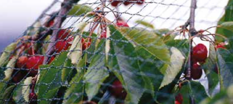Bird Netting / Fruit Cage Netting (17gsm)