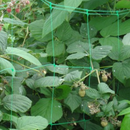 Gladiator Plant Support Netting