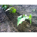 Terrateck Bio-Discs for Double Wheel Hoe