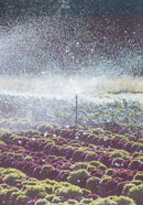 Wobbler Sprinkler Head